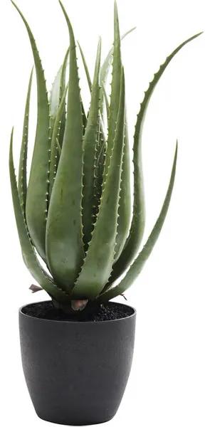 Aloe dekoratívna rastlina 69 cm