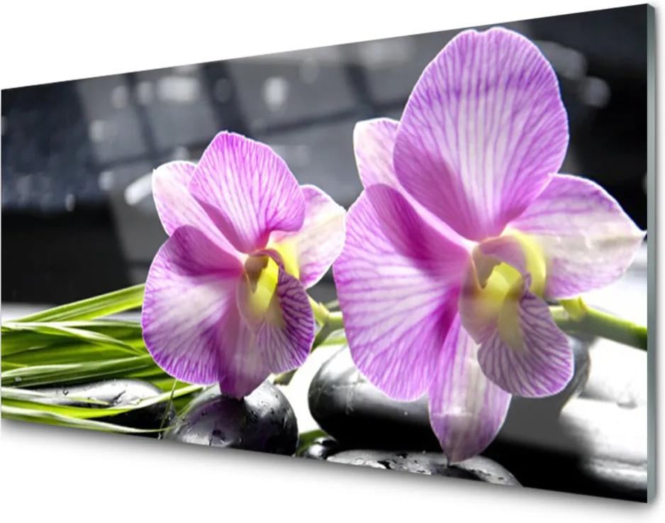 Obraz na akrylátovom skle Kvety Rastlina Príroda