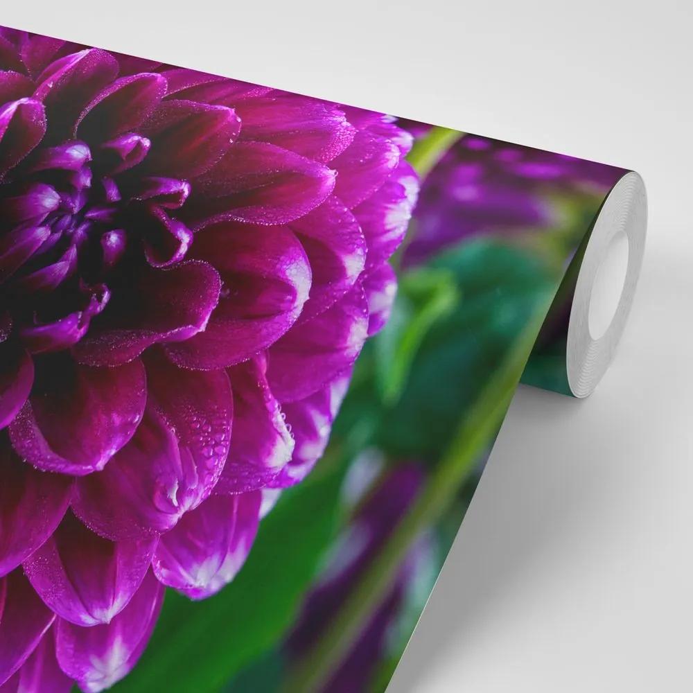 Fototapeta nádherný fialový kvet - 150x100