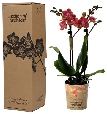 Orchidea Phalaenopsis multi kolibri oranžová v darčekovom balení 9x40 cm