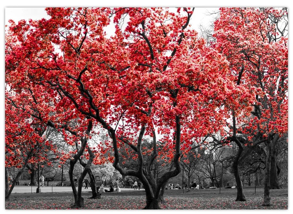 Sklenený obraz - Červené stromy, Central Park, New York (70x50 cm)