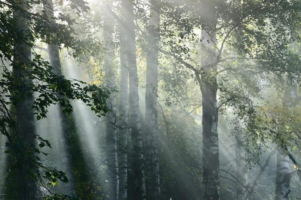 Obraz slnečné lúče v hmlistom lese Varianta: 120x80