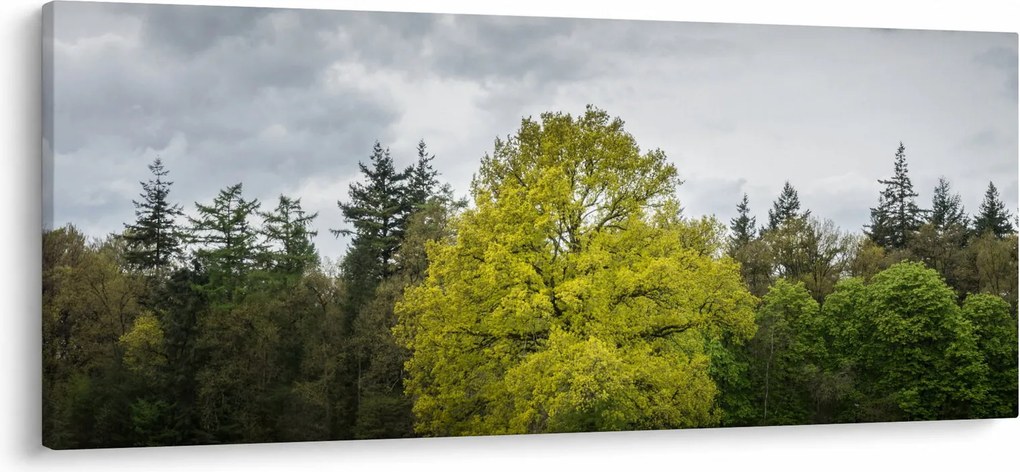 Obraz zeleného stromu uprostred poľa (120x50 cm)