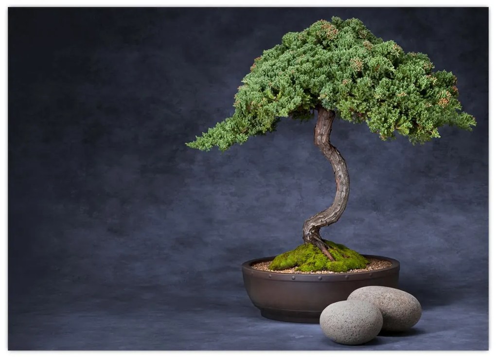 Sklenený obraz - Bonsai (70x50 cm)