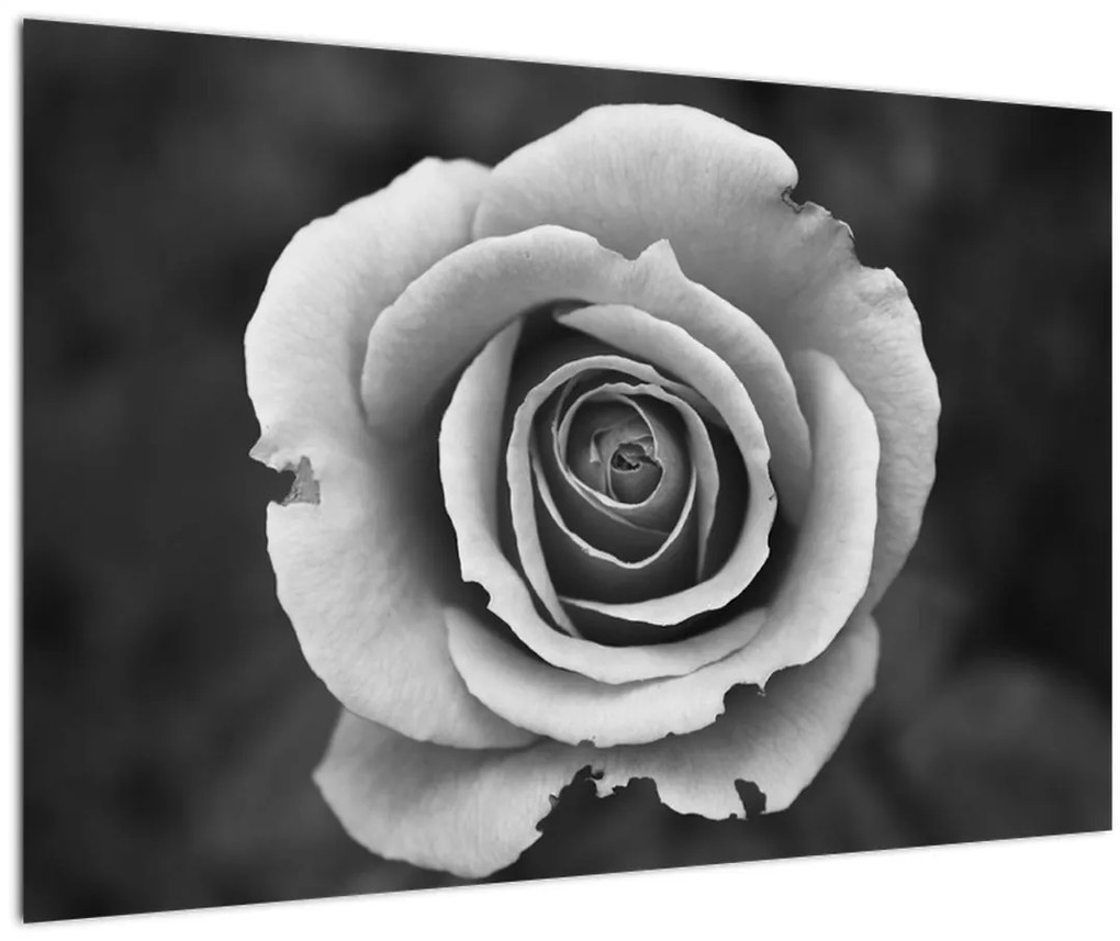 Obraz ruže (90x60 cm)