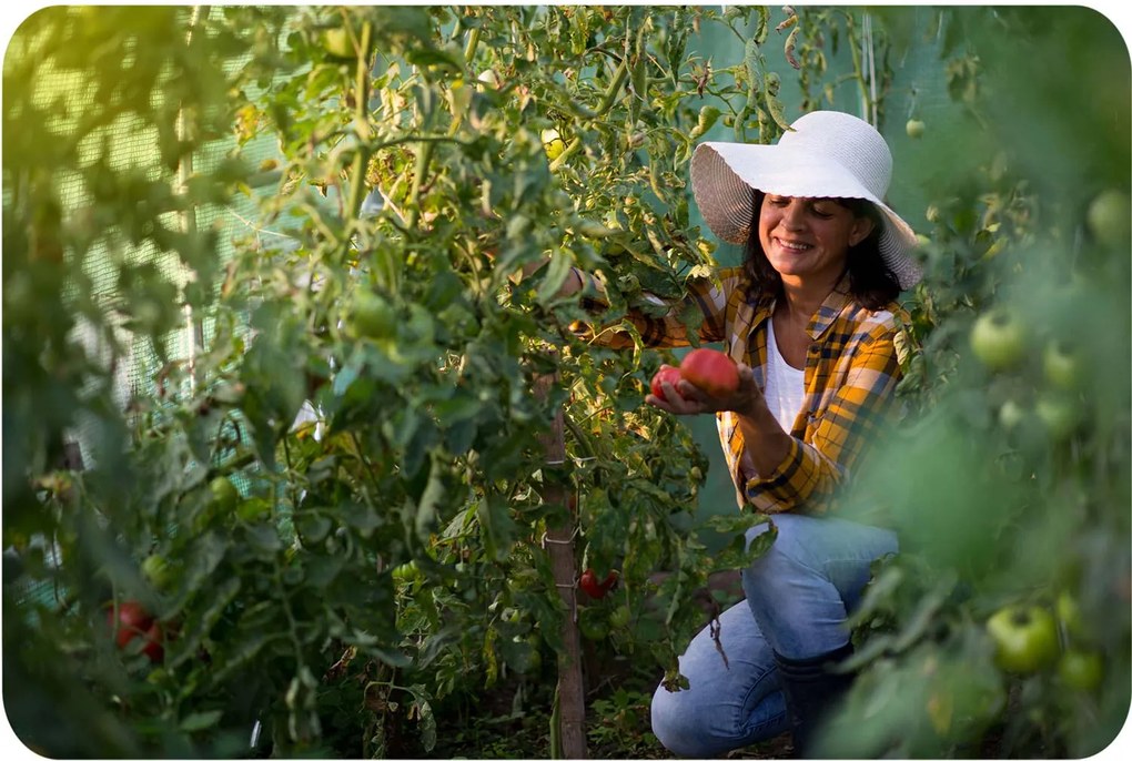Záhradný tunelový skleník 3 × 2 m (6 m²) PLONOS 4910-C