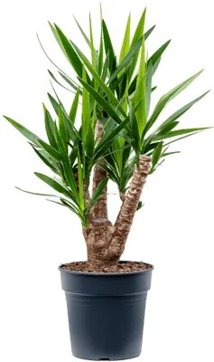 Yucca elephantipes branched pots. 27x110 cm