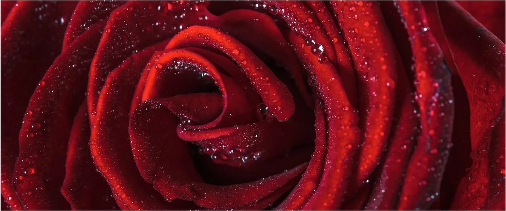 Obraz - Červená ruža s kvapkami rosy (120x50 cm)