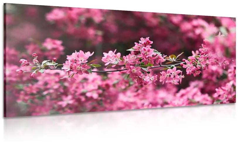 Obraz detailné kvety čerešne Varianta: 120x60