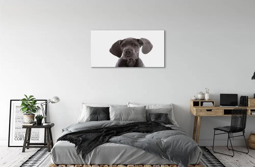 Sklenený obraz hnedý pes 120x60 cm