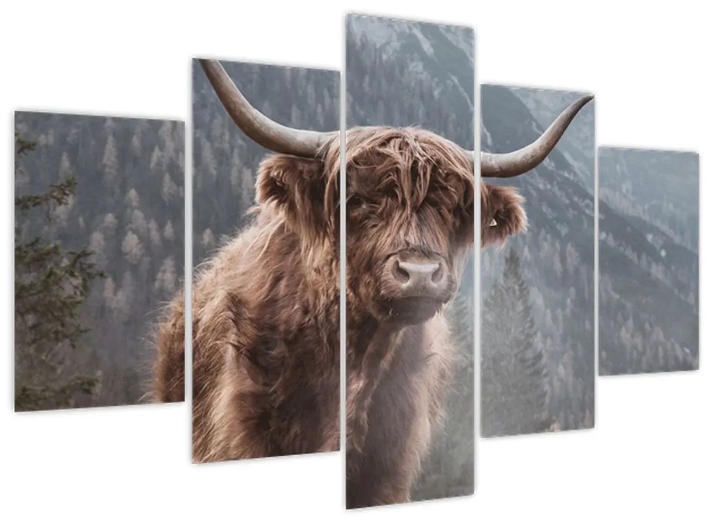 Obraz - Highlander krava (150x105 cm)