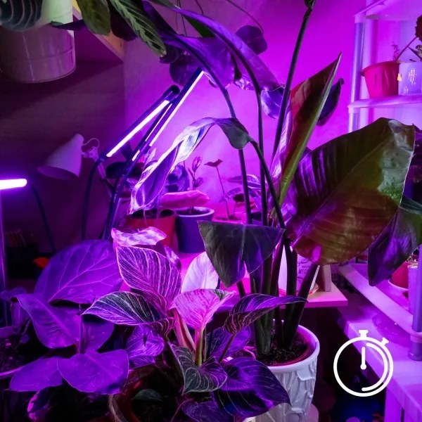 Brilagi-LED Stmiev. lampa s klipom na pestovanie rastlín VITABLOOM 3xLED/10W/230V