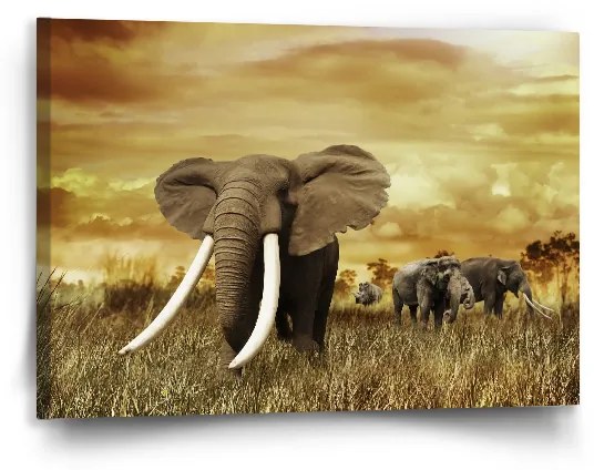 Sablio Obraz Slon Africký - 90x60 cm