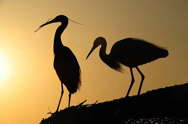 Umelecká fotografie two heron gathering in the sunset, sam_eder, (40 x 26.7 cm)