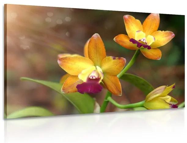Obraz oranžová orchidea
