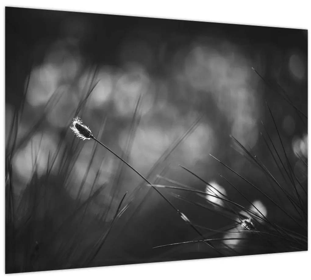 Obraz - Lúčna tráva (70x50 cm)