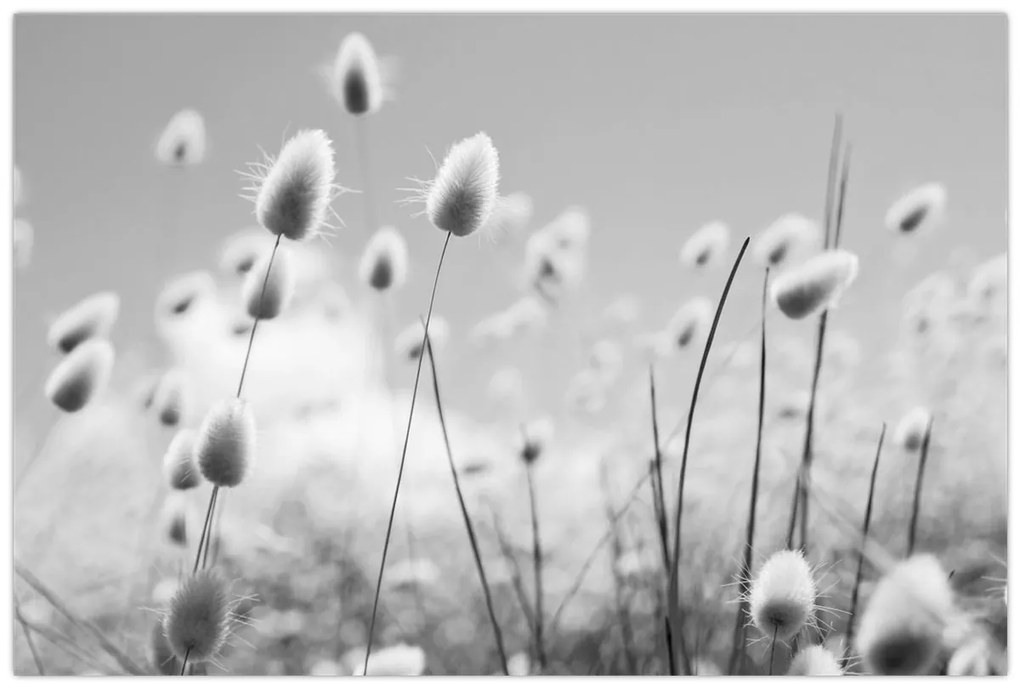 Obraz - Boho bunny tail grass (90x60 cm)