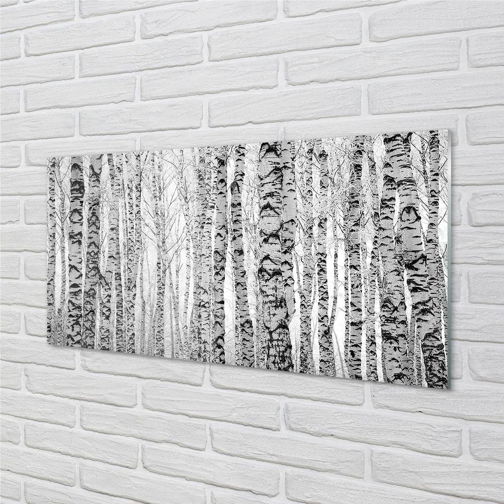 Sklenený obraz Čierna a biela breza 100x50 cm