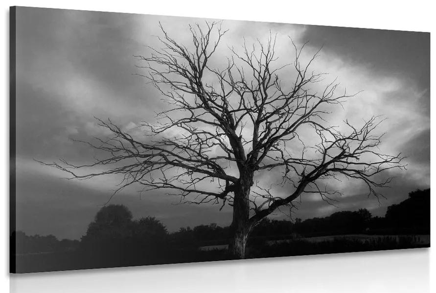 Obraz čiernobiely strom na lúke Varianta: 60x40