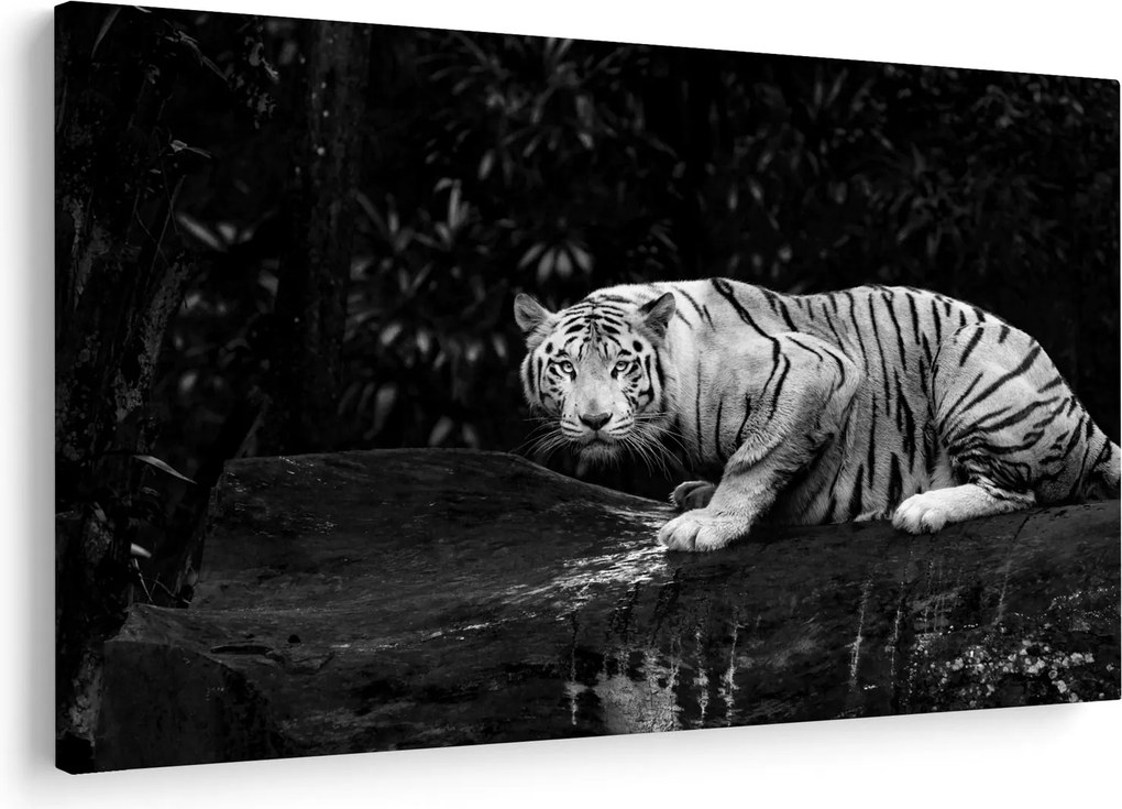 Obraz - Tiger albín, čiernobiely (90x60 cm)