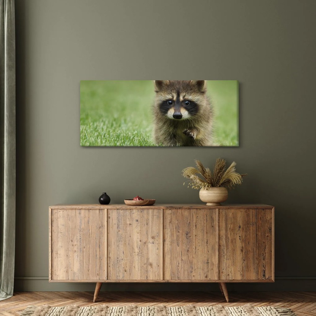 Obraz mývala (120x50 cm)