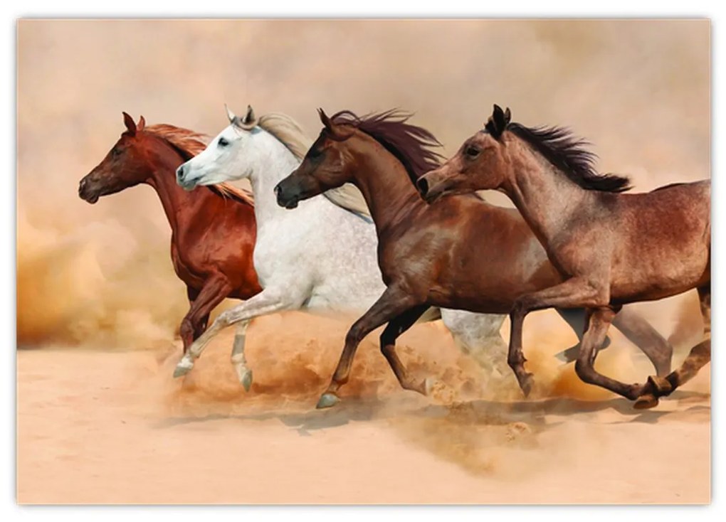 Obraz kôň
