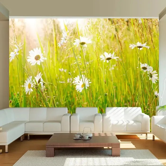 Fototapeta - Daisy field Veľkosť: 392x309, Verzia: Samolepiaca