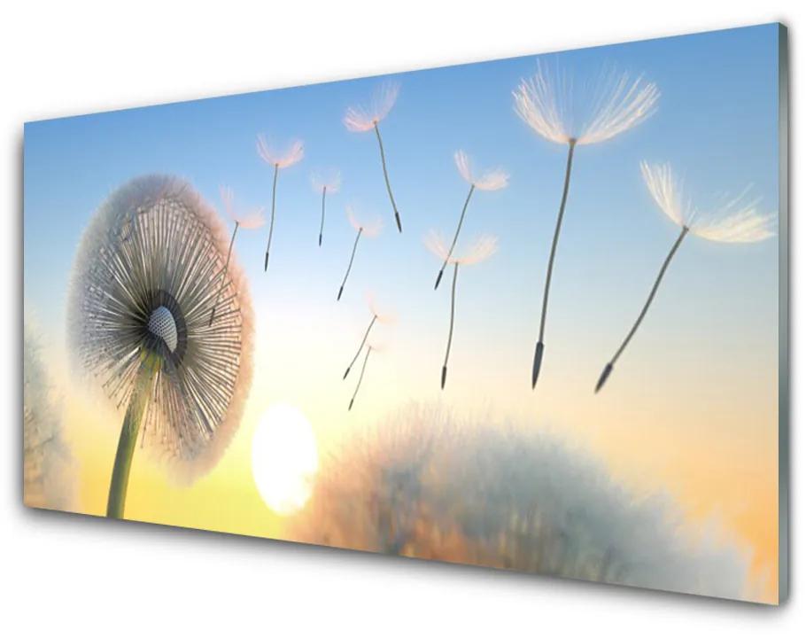 Skleneny obraz Púpava kvety 100x50 cm