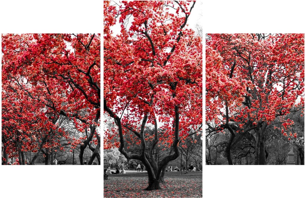 Obraz - Červené stromy, Central Park, New York (90x60 cm)