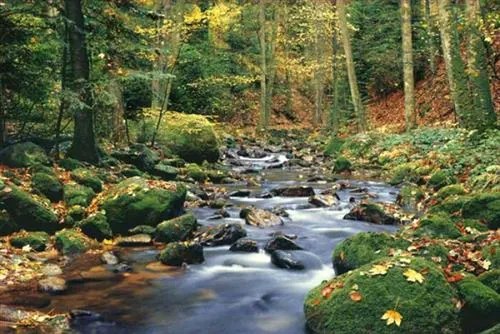 Fototapety, rozmer 366 x 254 cm, Forest Stream, W+G 278