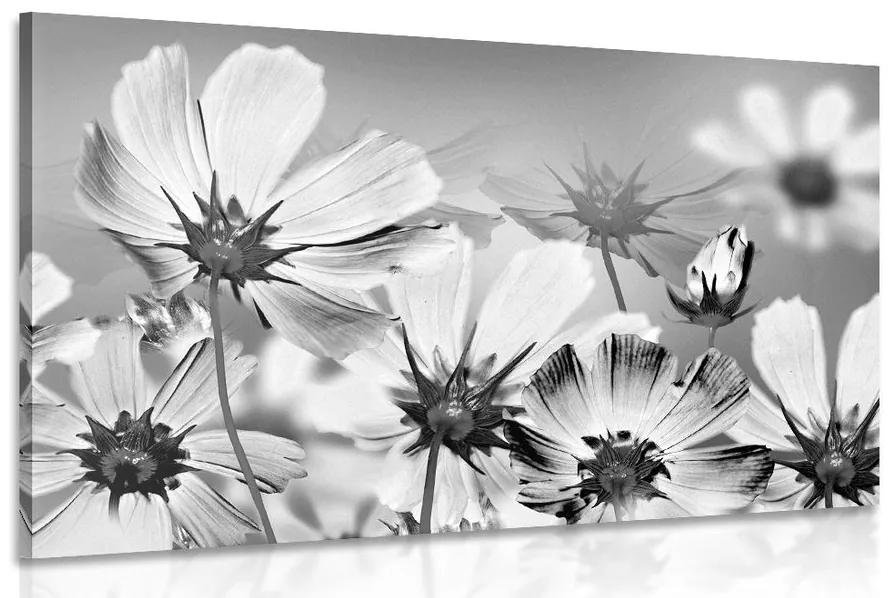 Obraz letné kvety v čiernobielom prevedení Varianta: 90x60