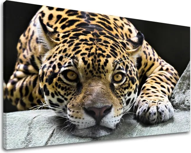 Obraz na stenu ZVIERATÁ