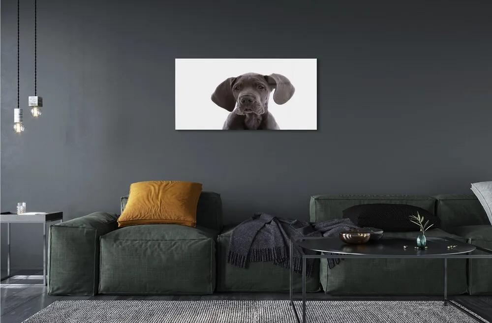 Sklenený obraz hnedý pes 120x60 cm