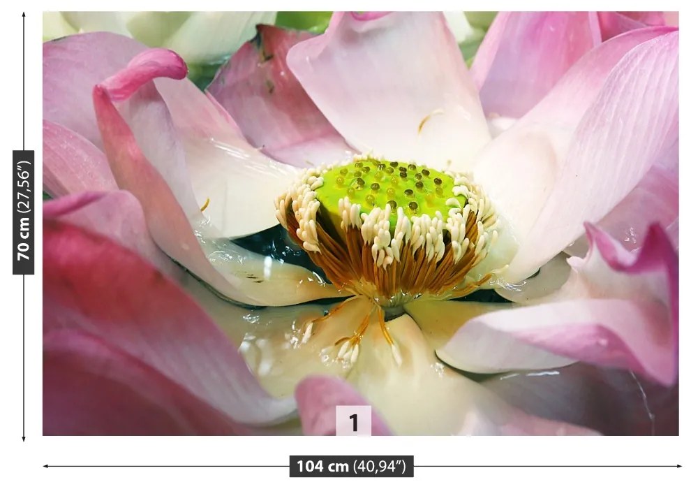 Fototapeta Vliesová Lotosový kvet 416x254 cm