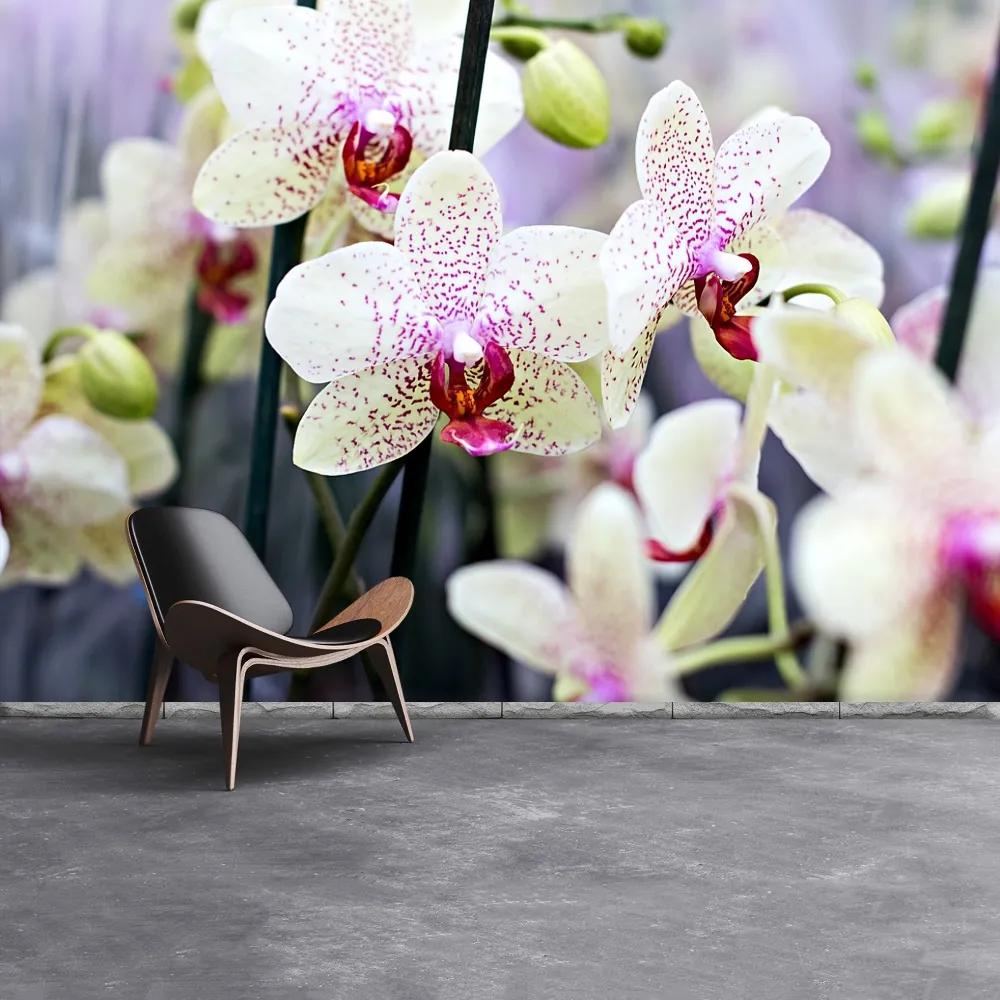 Fototapeta Vliesová Kvety orchideí 152x104 cm