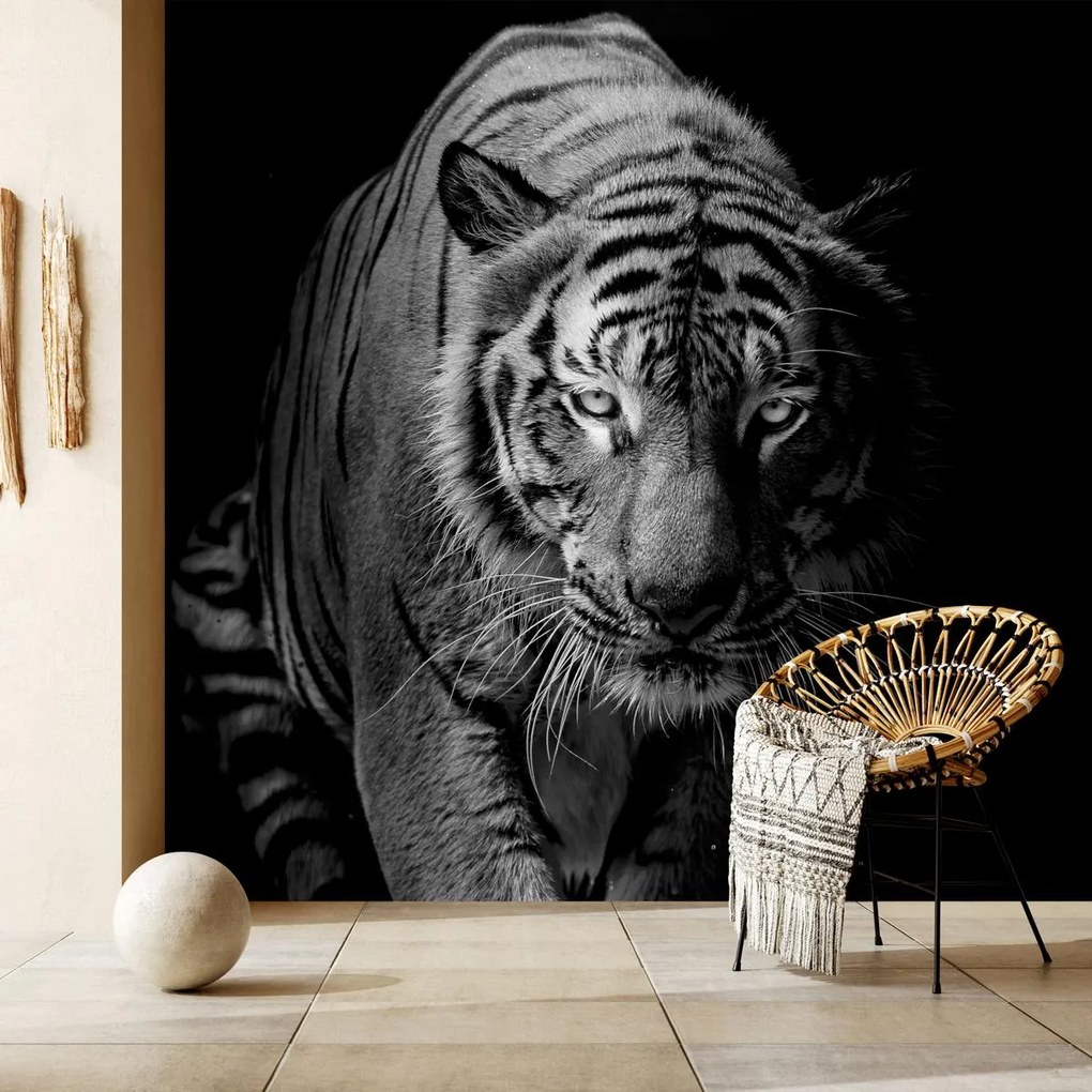 Fototapeta - Tiger (147x102 cm)