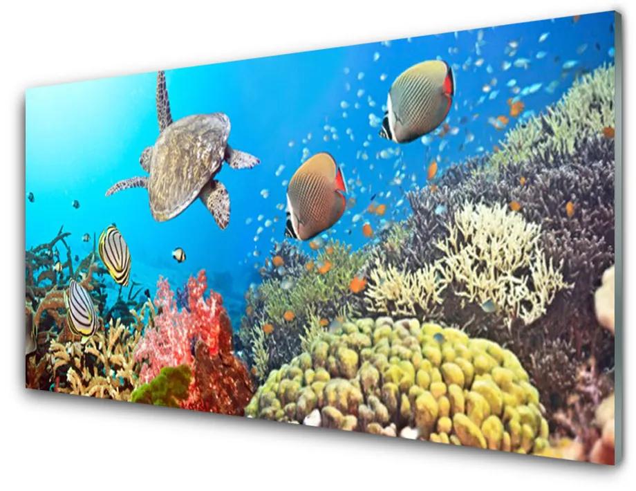 Obraz na skle Koralový útes krajina 100x50 cm