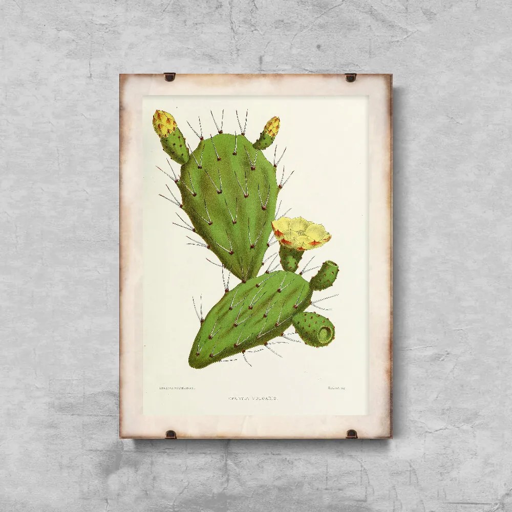 Poster na stenu Kaktus Opuntia