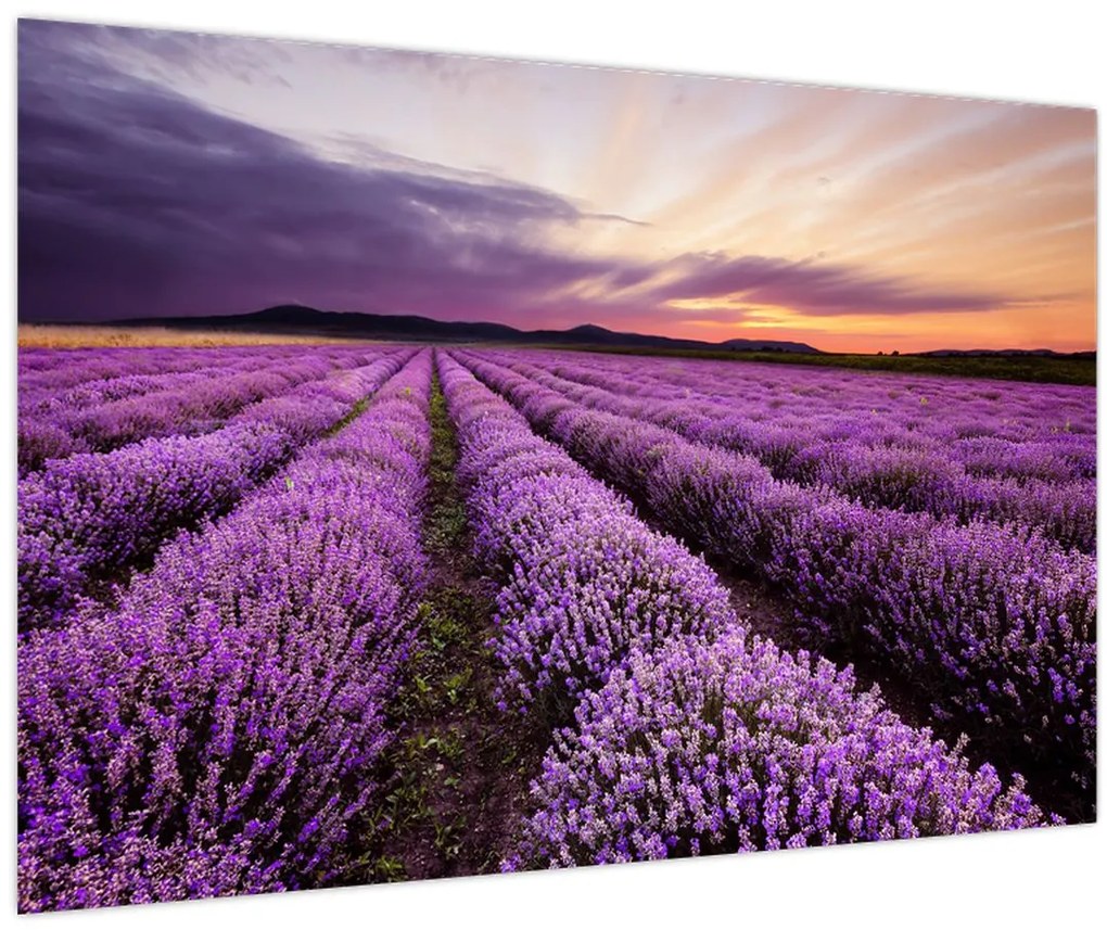 Obraz - Levanduľové pole pri západe slnka (90x60 cm)