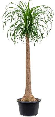 Beaucarnea recurvata stem 29x135 cm