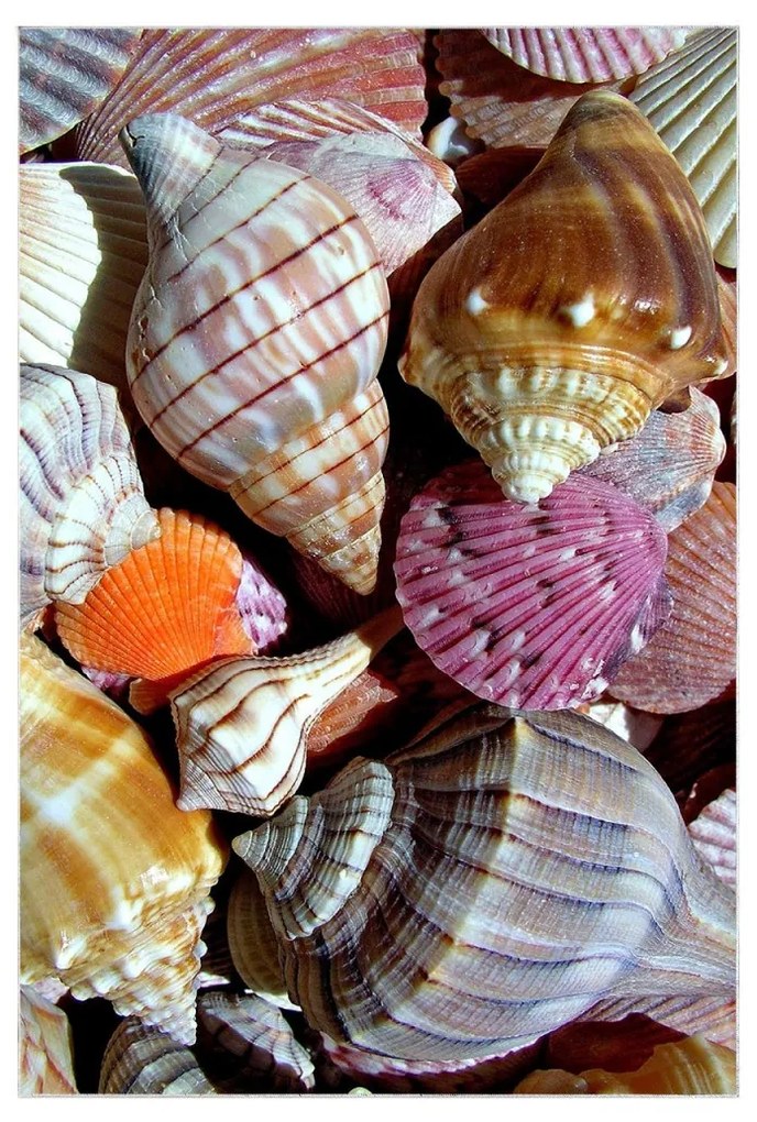 Súprava 2 kusov kúpeľňových predložiek SeaWorld viacfarebná