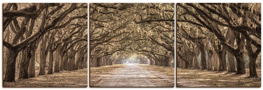 Obraz na plátne - Historické dubové stromy lemované poľnou cestou - panoráma 5239FB (150x50 cm)