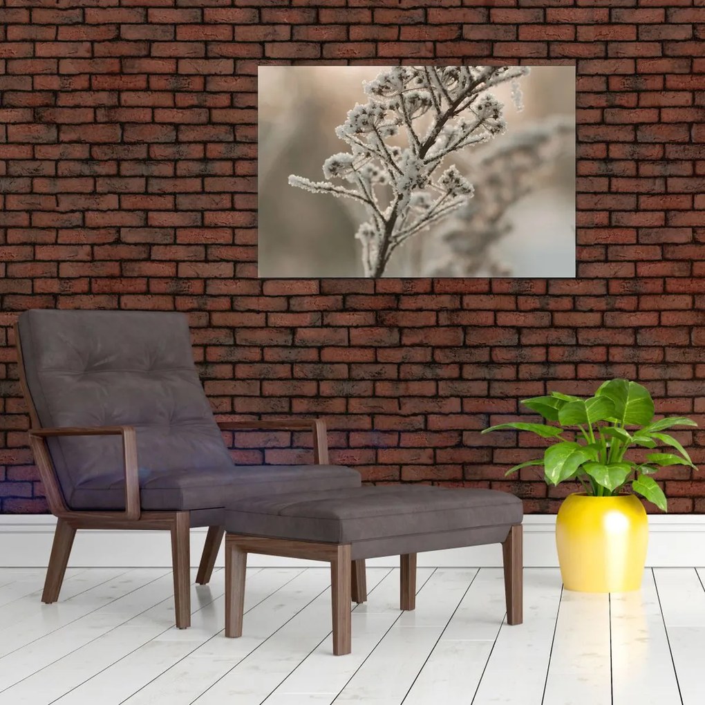 Obraz - Rastlina v mraze (90x60 cm)