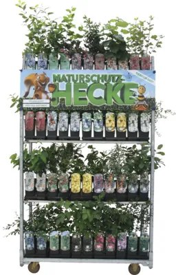 Muchovník Lamarckov FloraSelf Amelanchier lamarckii kvetináč 2 l