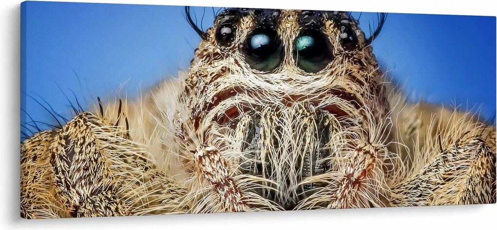 Obraz detailu pavúka (120x50 cm)