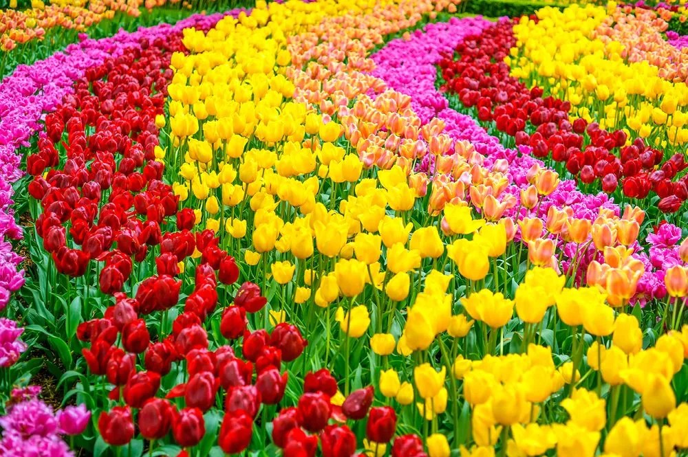 Samolepiaca fototapeta záhrada plná tulipánov