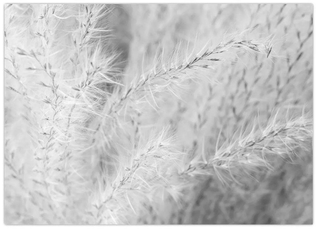 Sklenený obraz - Pampas grass N⁰1 (70x50 cm)
