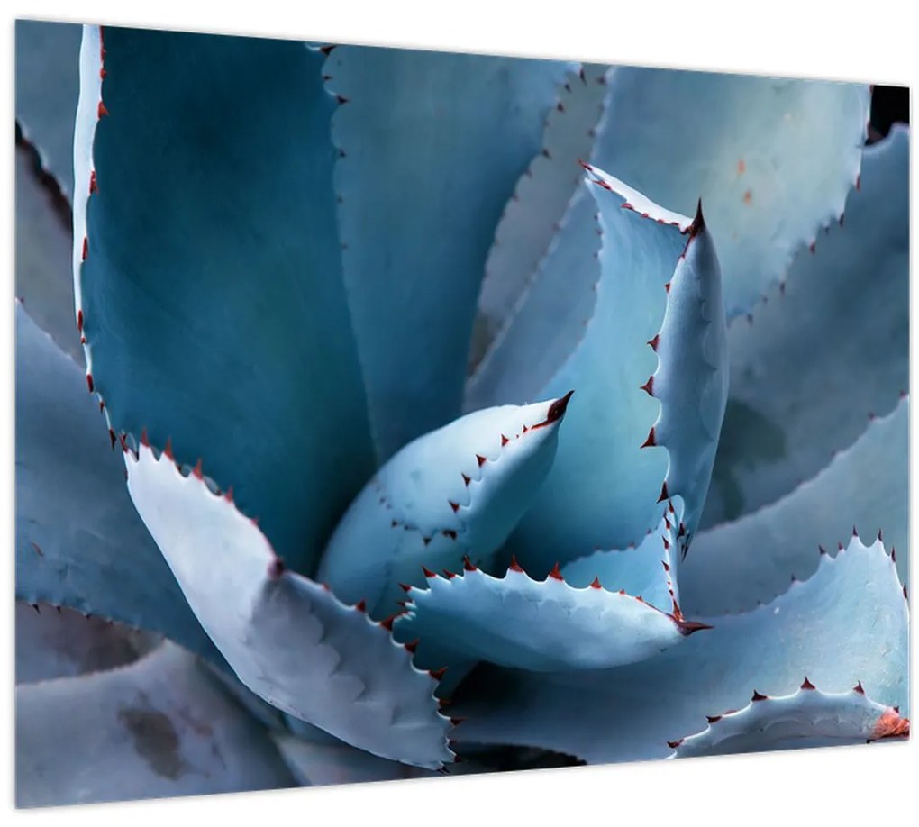 Sklenený obraz - Agáve (70x50 cm)