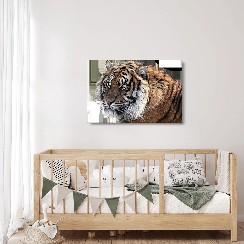 Obraz tigra (90x60 cm)