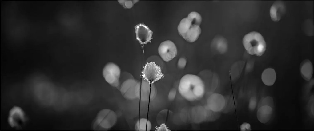 Obraz - Cottongrass na lúke (120x50 cm)